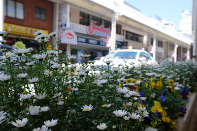 Close-up of flowers blooming outdoors