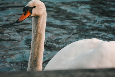 Swan floating on lake