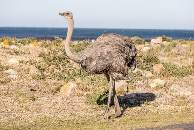 View of ostrich in wilderness, cape peninsula national park reserve, cape town, south africa