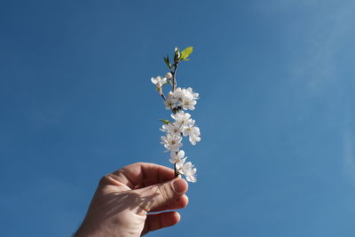 Cropped hand of white cherry blossoms blooming against blue sky
