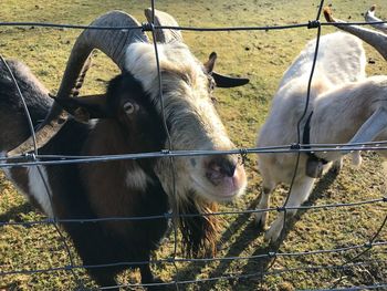 Cows on field