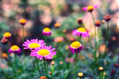 Close-up of pink cosmos flowers blooming outdoors