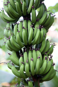 Low angle view of bananas