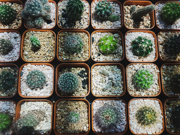 Full frame shot of potted plants