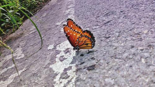 High angle view of butterfly perching on leaf