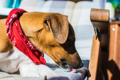 Close-up of dog looking away