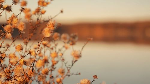 Close-up of flowering plant against sky during sunset