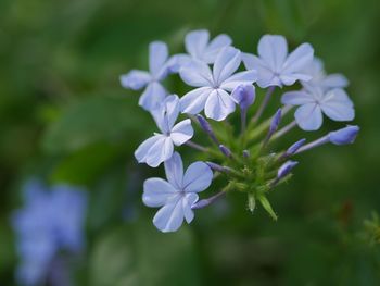 Close-up of flowers blooming outdoors