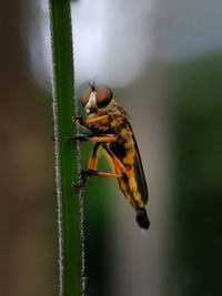Close-up of insect on plant