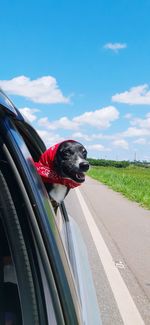 Close-up of dog peeking out from car window