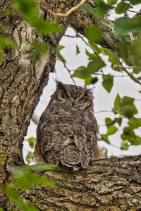 Low angle view of bird perching on tree