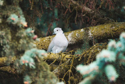 Close-up of bird perching on a tree