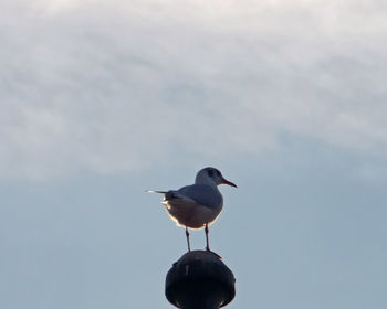 Close-up of bird perching on pole against sky during sunset