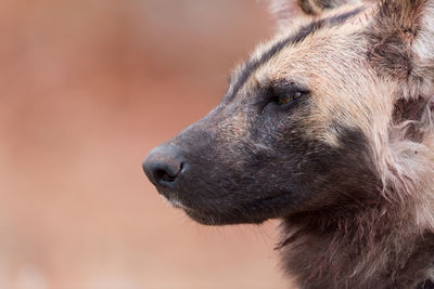 Close-up of dog looking away