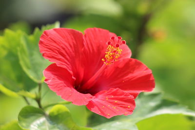 Close-up of red hibiscus flower