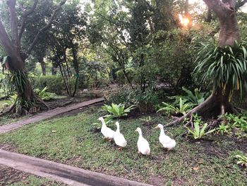 View of birds in park