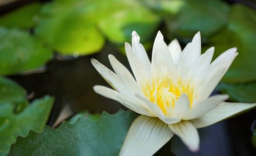 Close-up of water lily in lake