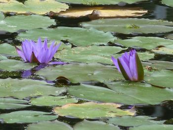 Lotus water lily in pond