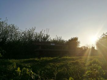 Plants growing on land against sky