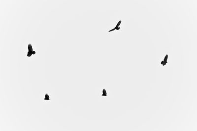 Silhouette birds flying against clear sky