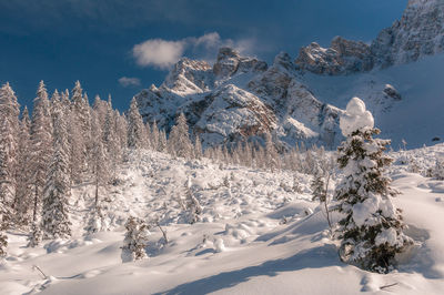 Snow covered plants and trees against sky