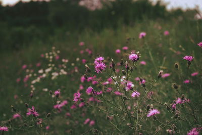 Close-up of pink flowering plants on field