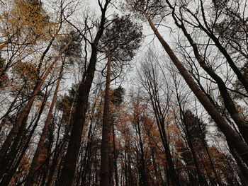 Low angle view of bare trees in forest