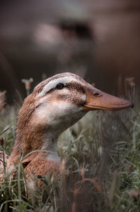 Close-up of a bird on field