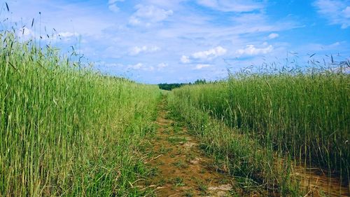 Scenic view of grassy field against sky