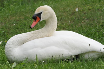 Close-up of swan on grass