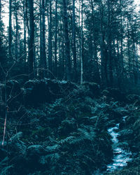 Trees in forest