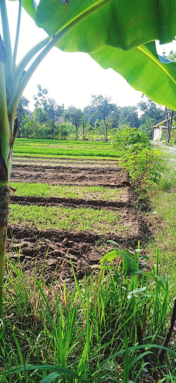 plant, growth, green, agriculture, field, land, plantation, landscape, nature, rural scene, environment, beauty in nature, tree, crop, no people, day, tranquility, farm, scenics - nature, leaf, grass, tranquil scene, flower, soil, plant part, paddy field, outdoors, sky, food, food and drink, sunlight, banana tree, banana leaf, rural area, freshness