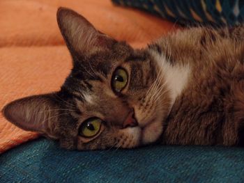 Close-up portrait of cat