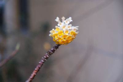 Close-up of yellow flower against blurred background