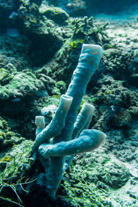 Fish swimming in sea