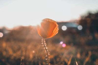 Close-up of flowering plant on field against sky during sunset