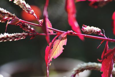 Close-up of red leaves on branch