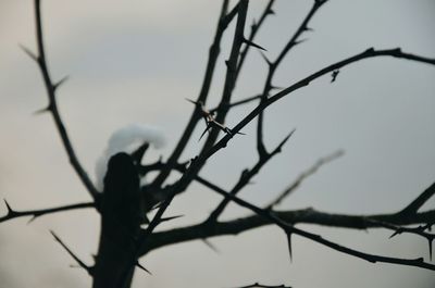Close-up of branches against blurred background
