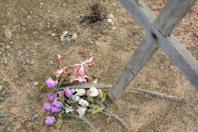 Pink flowers blooming in field