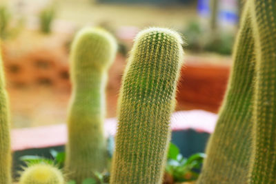 Close-up of succulent plant