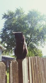 Cat on tree against sky