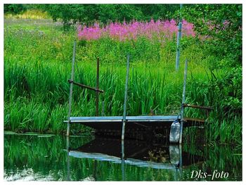 Scenic view of lake and plants