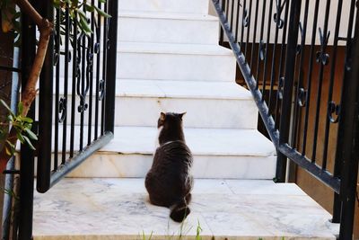 Cat sitting on steps