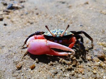 Close-up of crab on beach