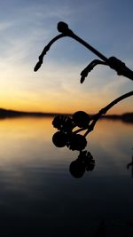 Close-up of silhouette tree against lake during sunset