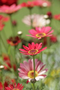 Close-up of pink flower