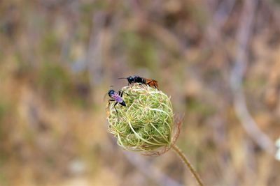 Close-up of insect on flower