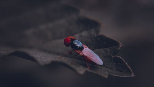 Close-up of ladybug on leaf