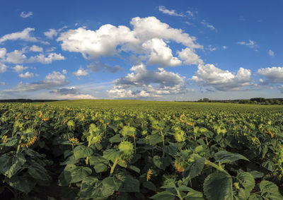 Scenic view of field against sky