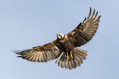 Low angle view of bird flying against clear sky